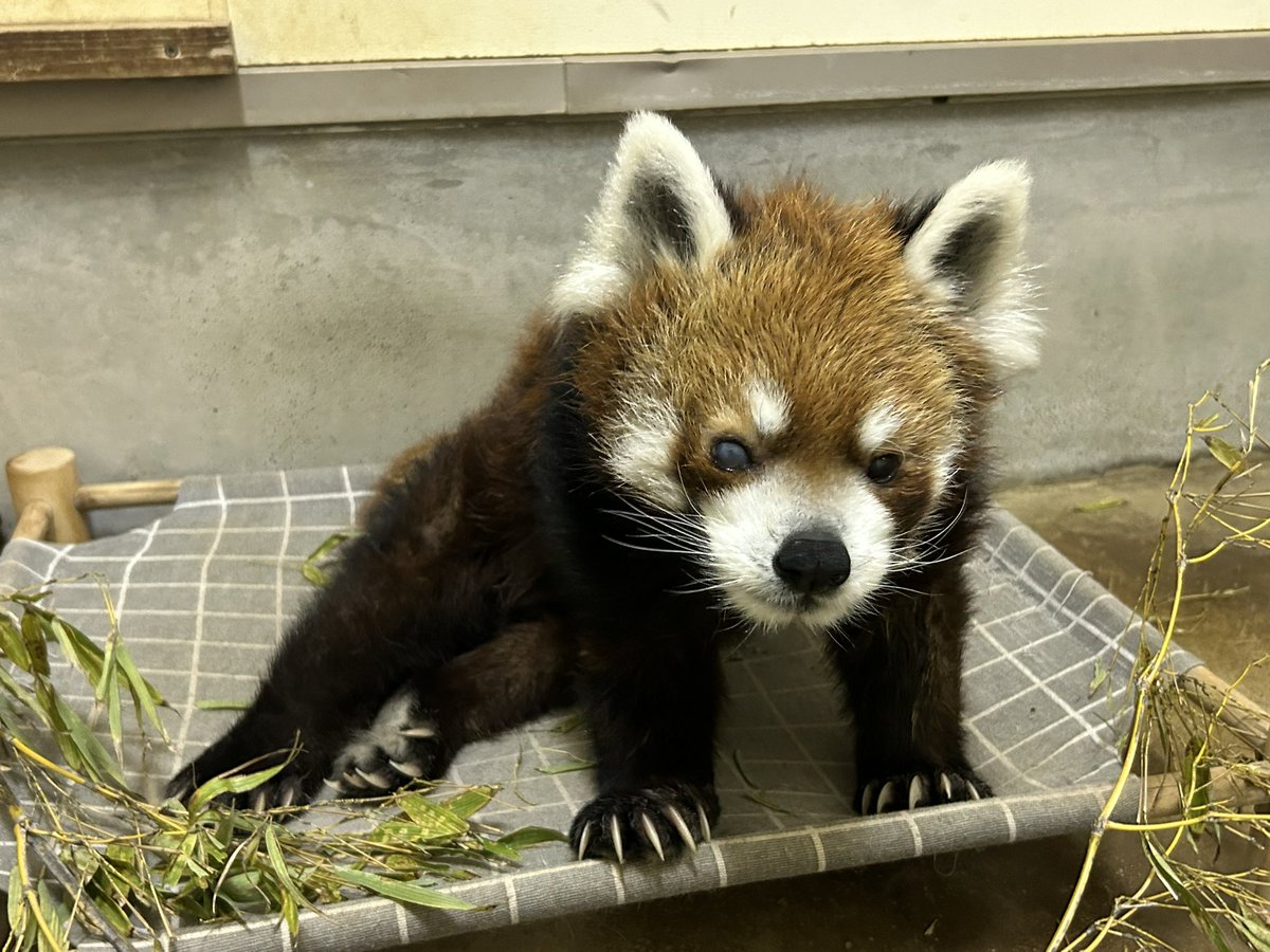 ChibaZoo's tweet photo. 本日は雨天のため、風太の展示はお休みします。寝起きの風太です。（飼1）
#千葉市動物公園
#レッサーパンダ
#風太 https://t.co/Yv8NafppBa