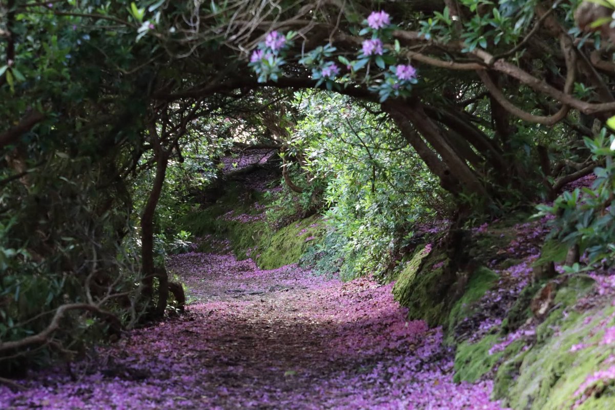 ThisIsIreland3's tweet photo. Reenagross Park, Kenmare. A beautiful place for a leisurely stroll 🏞️💚

📍 Kenmare, County Kerry, Ireland 🇮🇪 

📸 John Dillon

#Kenmare #Ireland #Kerry #ReenagrossPark #Peace https://t.co/pLxBemW1j9