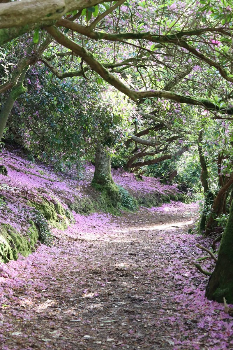 ThisIsIreland3's tweet photo. Reenagross Park, Kenmare. A beautiful place for a leisurely stroll 🏞️💚

📍 Kenmare, County Kerry, Ireland 🇮🇪 

📸 John Dillon

#Kenmare #Ireland #Kerry #ReenagrossPark #Peace https://t.co/pLxBemW1j9