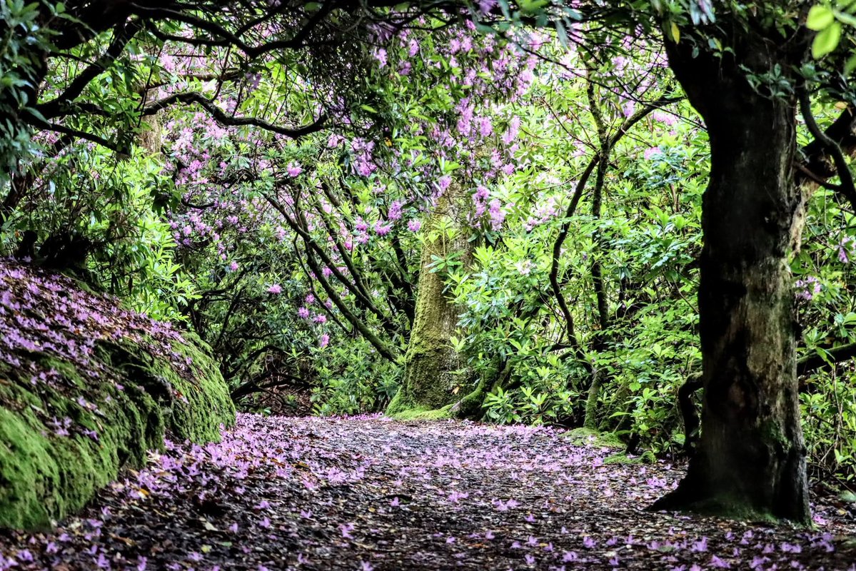 ThisIsIreland3's tweet photo. Reenagross Park, Kenmare. A beautiful place for a leisurely stroll 🏞️💚

📍 Kenmare, County Kerry, Ireland 🇮🇪 

📸 John Dillon

#Kenmare #Ireland #Kerry #ReenagrossPark #Peace https://t.co/pLxBemW1j9