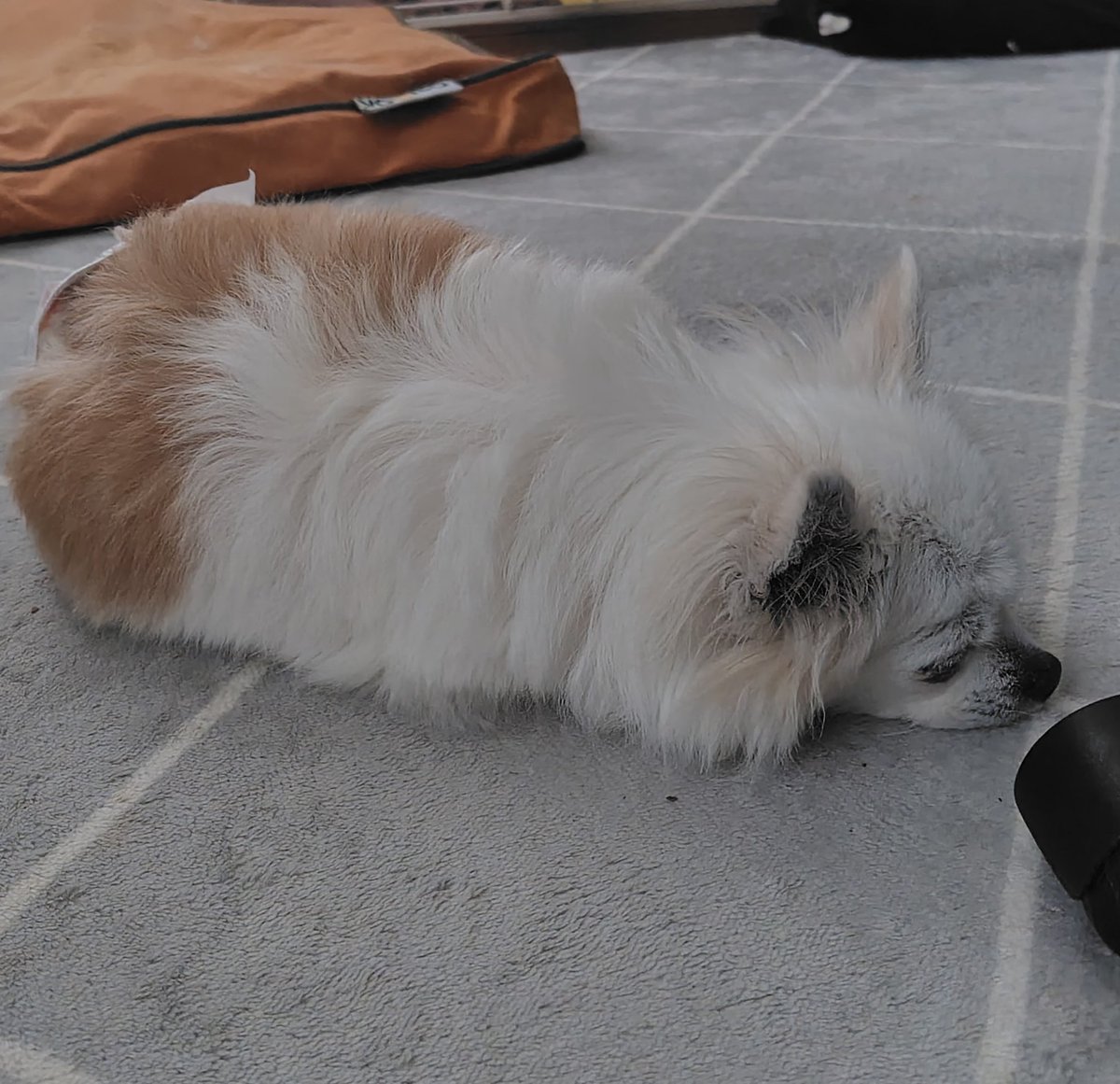 jo_rumalea's tweet photo. おはようございます
パトラッシュ何だか眠くなってきたよ、というくらい？睡眠不足なのに4,5時間の睡眠で目覚める飼い主です

朝ごはん食べてイモムシ化した🐶
今週ものんびりと頑張ろう https://t.co/l1yY9pgBkP