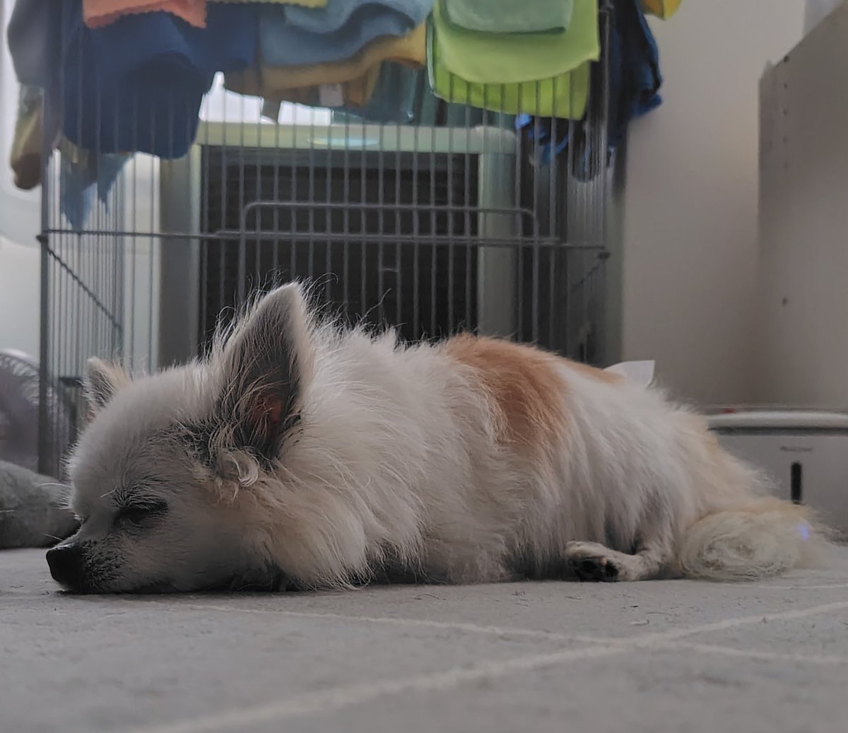 jo_rumalea's tweet photo. おはようございます
パトラッシュ何だか眠くなってきたよ、というくらい？睡眠不足なのに4,5時間の睡眠で目覚める飼い主です

朝ごはん食べてイモムシ化した🐶
今週ものんびりと頑張ろう https://t.co/l1yY9pgBkP