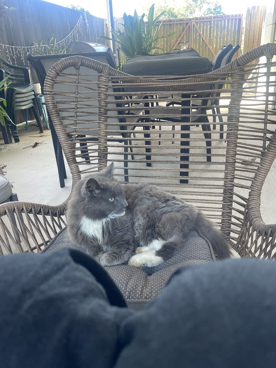 KICKINTRASH's tweet photo. i just came outside to read but now im having a therapy session with my cat https://t.co/7jGgxgoDNK