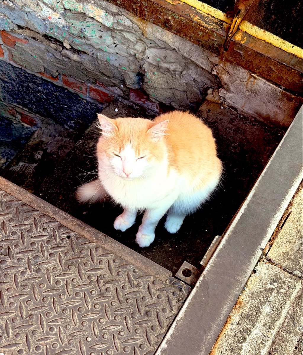 guttergourmet's tweet photo. Bodega Cat taking inventory https://t.co/EkM9v3Tg8s