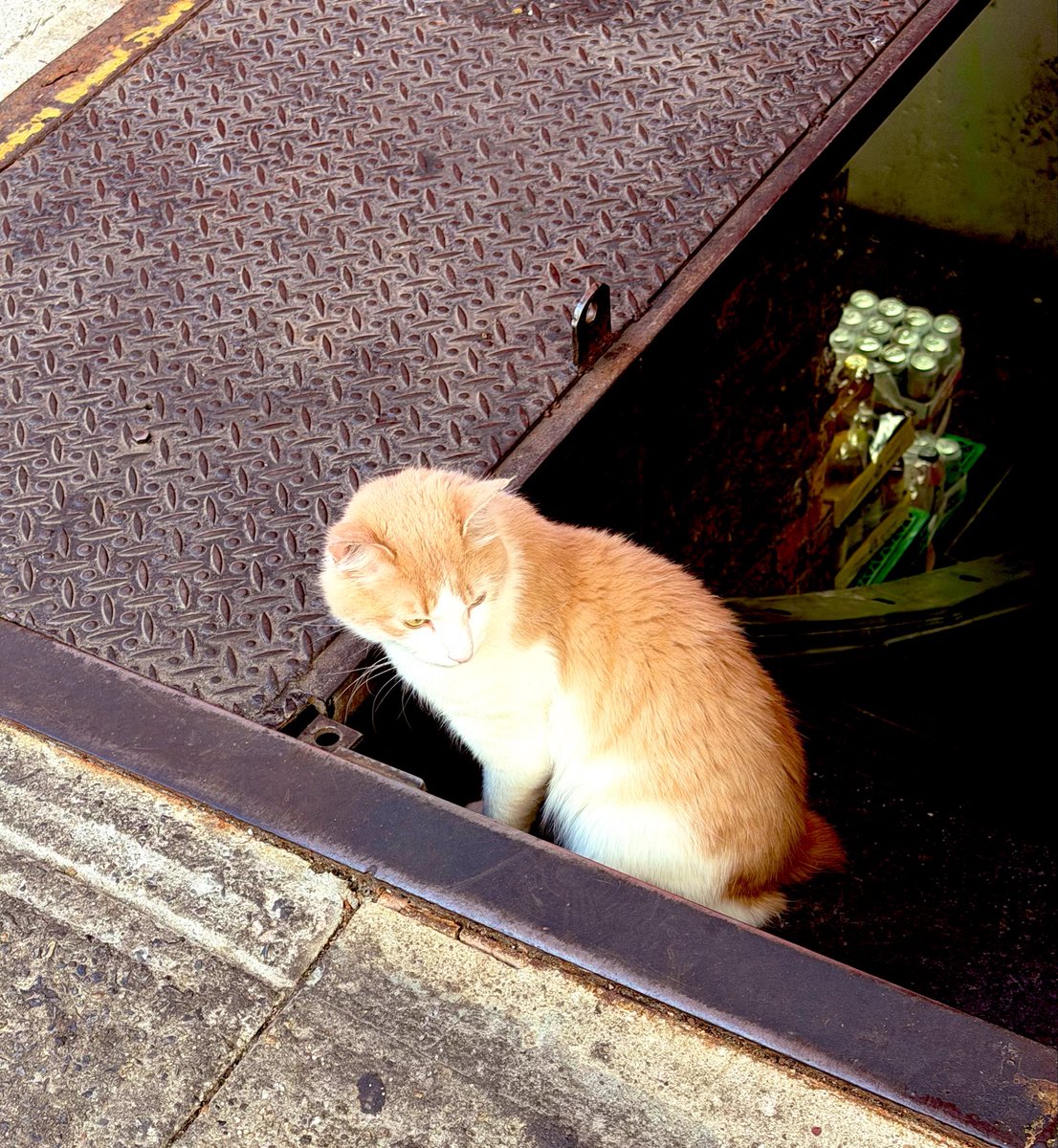 guttergourmet's tweet photo. Bodega Cat taking inventory https://t.co/EkM9v3Tg8s