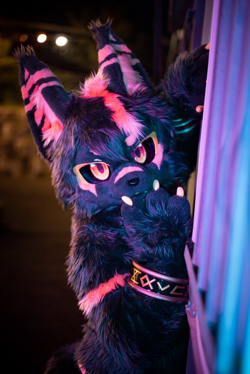 Rune_fur's tweet photo. ✨✨✨✨ https://t.co/TRRMrIEBGs