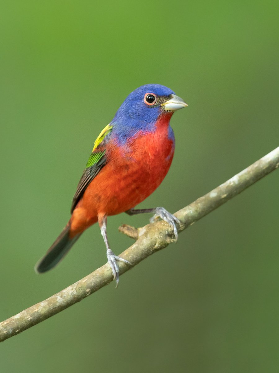 VisitBastropCo's tweet photo. 🔭 Summer birding is in full swing, and the vibrant Painted Buntings are officially putting on a show in Bastrop County. Grab your binoculars and head to the trails to spot Texas' most colorful summer visitors! 🎨🐦

🔗 https://t.co/ZEbCxJGsB4 
#ExploreBastropCounty https://t.co/Yup2iT5Ud7
