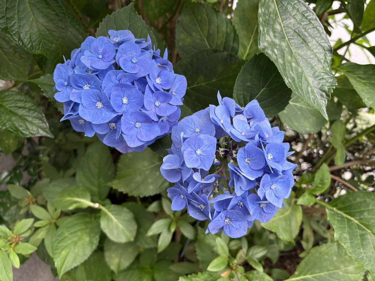 tutiyak's tweet photo. 東京一ツ橋(神保町駅)の道端の紫陽花です。再開発になる前の虎ノ門の紫陽花も好きでした。

アジサイ(ユキノシタ科) 大塚敬節先生の漢方と民間薬百科より

薬用部位　花　葉　　薬効　マラリア

葉または花10gをせんじて、かすをおこし、一晩の梅雨に当ててから飲む。有持桂里によれぼ、これを飲むと吐くとのことであるが、戦争長井日本にもマラリア病の人があり、私もこれを用いたが、下痢したものはあったが、必ずしも吐くとは限らなかった。アマチャ(ユキノシタ科)も、マラリアにきくというので用いられた。

関東甲信越地方は梅雨入りしたようです。

皆様、どうぞご自愛のほどを。

#紫陽花
#一ツ橋ホール
#一ツ橋
#神保町
#梅雨入り
