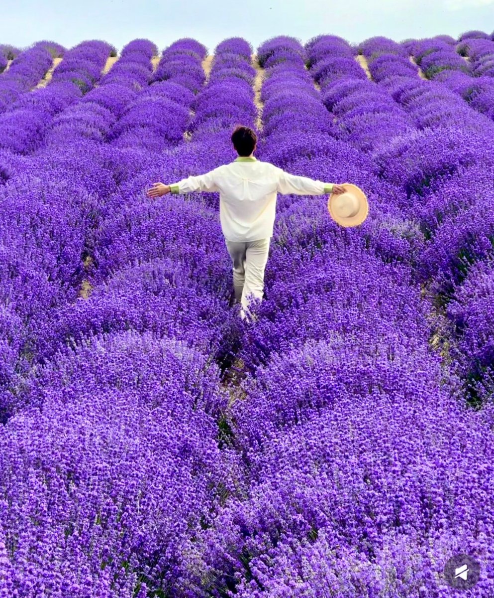 caoming588's tweet photo. 快来伊宁薰衣草花海💜6月5日实拍紫色盛放！ https://t.co/1bFYrIRxRZ