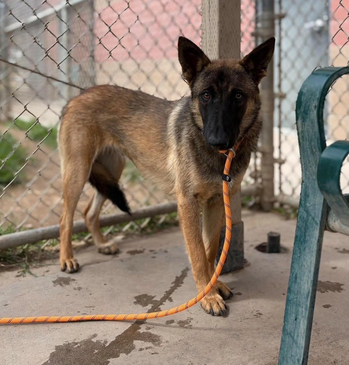 LilaFlw's tweet photo. @Christie_Houser Dogs pictured above:
Zara—to die 1st thing MON AM💔

Frightened in shelter &amp;tailtucked😢 Read her notes in👇post

Need ADOPTER (🇺🇸/🇨🇦—some rescues allow out-of-state adopt if good fit) or FOSTER (100% reimbursed) to get out alive.

Reply or msg @Christie_Houser if u can help🙏🏽 https://t.co/YsMXUtrAkH