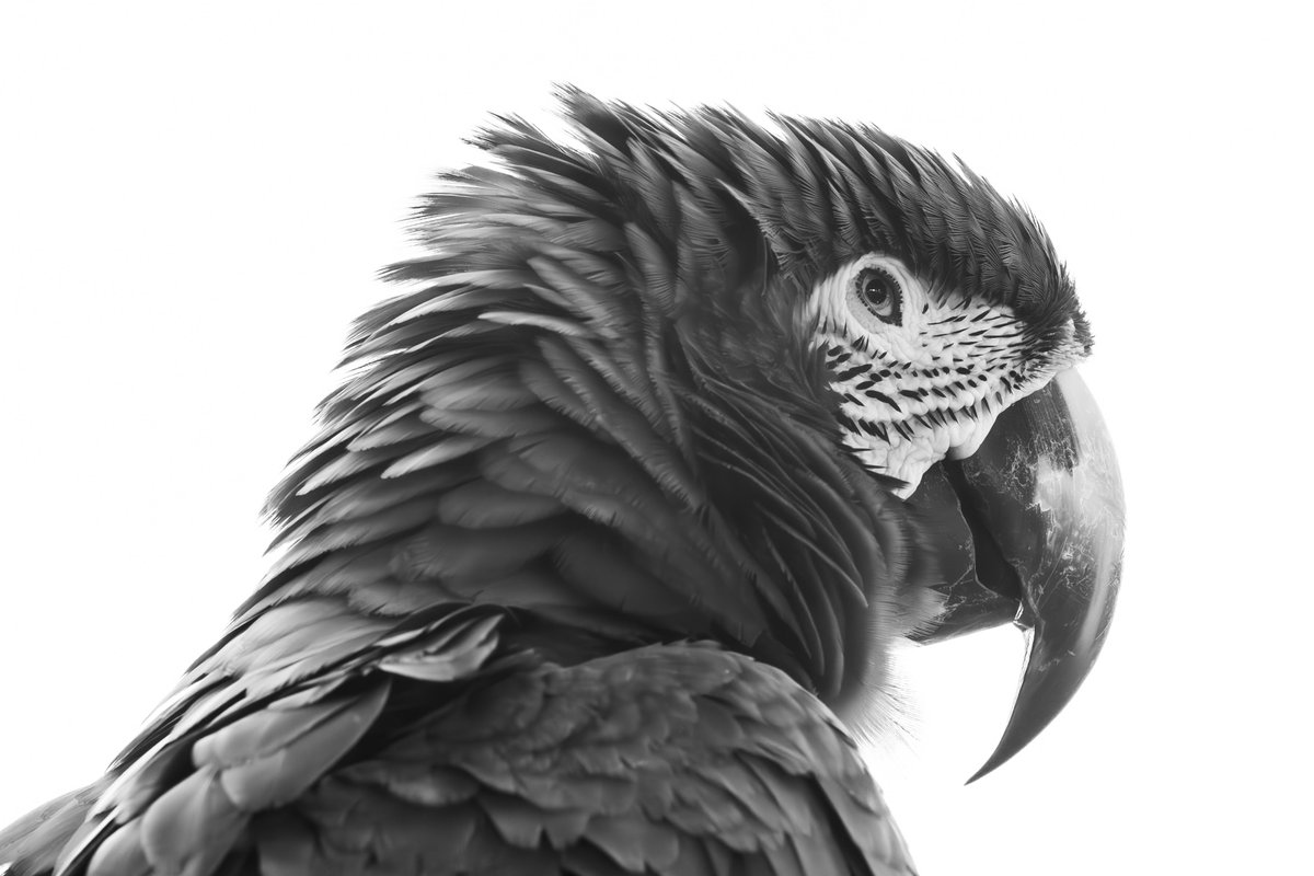 CRSImages's tweet photo. B/W photography is dead, let's revive it.  Share your best one. 🔲 https://t.co/hjFY0AwQMp