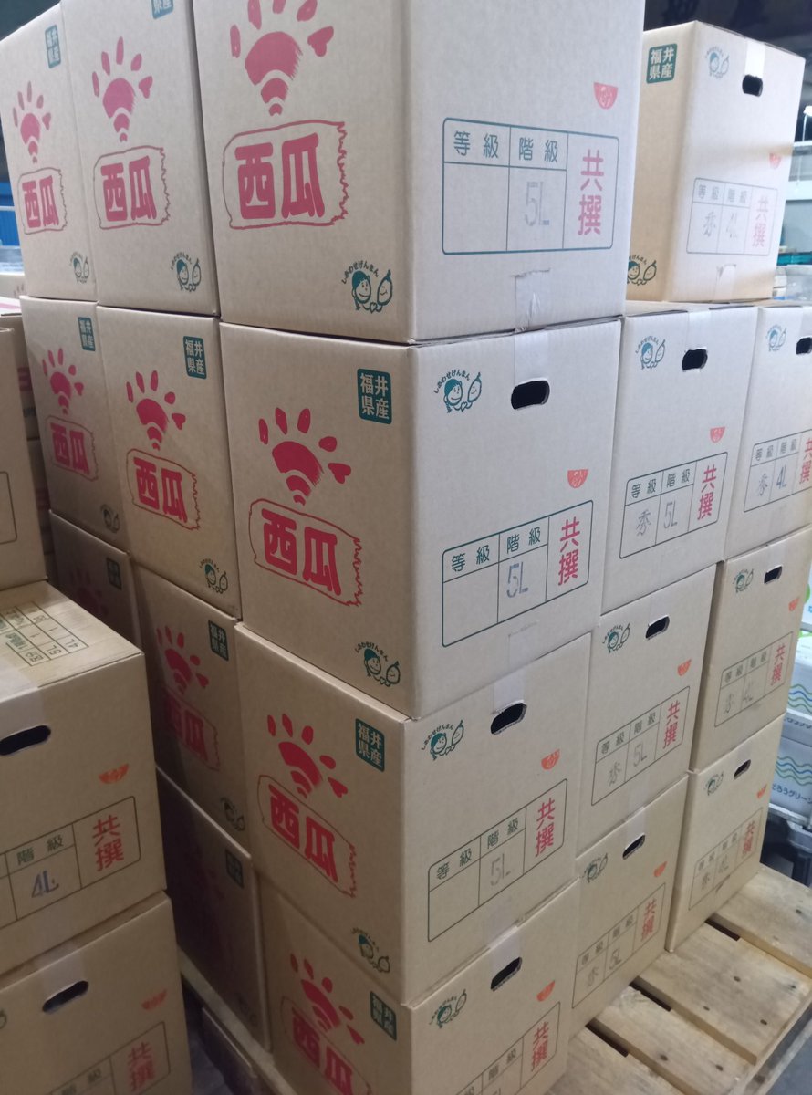 福井産スイカも入荷始まりました 5L、4Lの大玉が例年より多めの