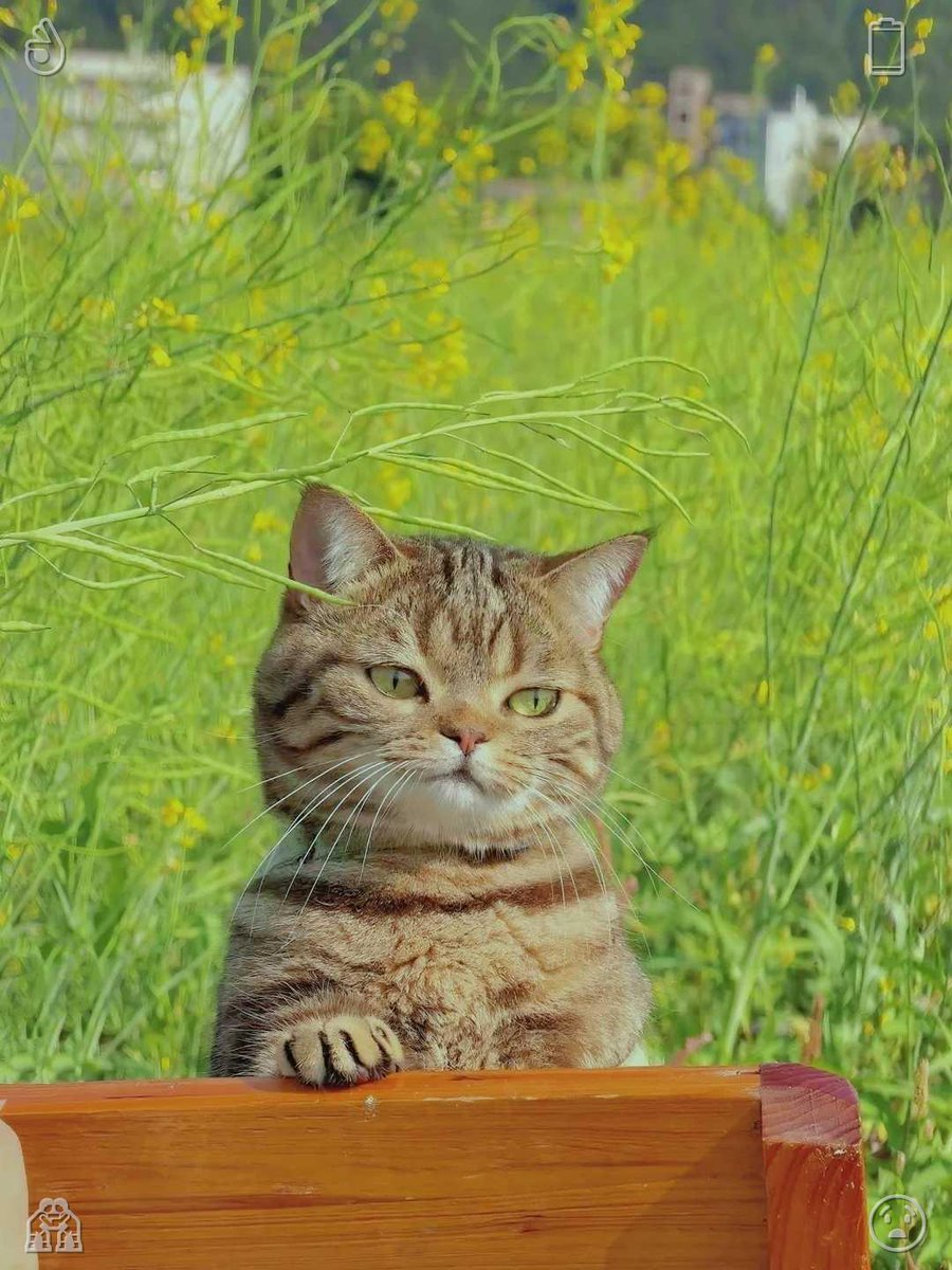 officialteelit's tweet photo. Practicing yoga on the balcony, bathed in sunlight. Kittens curiously investigate new playthings, brimming with an eagerness to explore. Their fresh, exploratory mindset inspires a lasting curiosity about life’s simple pleasures. https://t.co/wZh3SPq1se