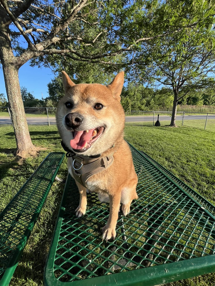 ballsdeepindoge's tweet photo. Barbie, Boba, and Bean are officially roadtrip ready.

They’ve been fitted with new harnesses and martingale collars and are all set for the final leg of their journey. Tomorrow they’ll arrive in Upstate New York, where their new adopters are waiting to welcome them home. https://t.co/15TrLIwZMT