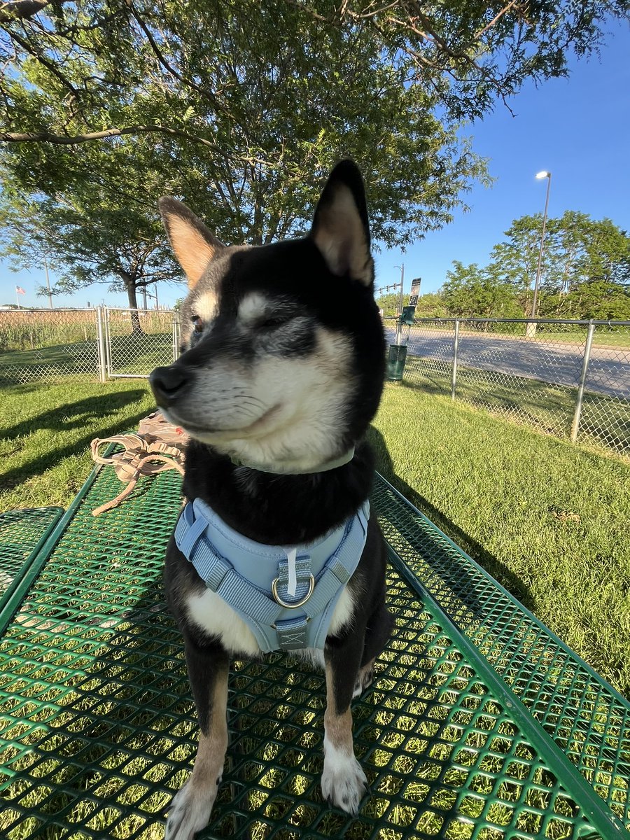ballsdeepindoge's tweet photo. Barbie, Boba, and Bean are officially roadtrip ready.

They’ve been fitted with new harnesses and martingale collars and are all set for the final leg of their journey. Tomorrow they’ll arrive in Upstate New York, where their new adopters are waiting to welcome them home. https://t.co/15TrLIwZMT