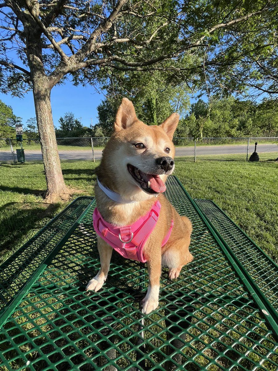 ballsdeepindoge's tweet photo. Barbie, Boba, and Bean are officially roadtrip ready.

They’ve been fitted with new harnesses and martingale collars and are all set for the final leg of their journey. Tomorrow they’ll arrive in Upstate New York, where their new adopters are waiting to welcome them home. https://t.co/15TrLIwZMT