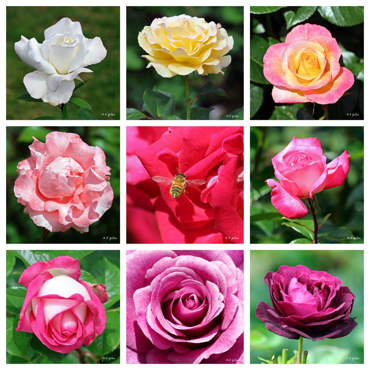 HeidiKYates's tweet photo. It was a beautiful day for a walk through the #PortlandRoseGarden 🌹
#OregonOutdoors https://t.co/DCWFLCuMOZ