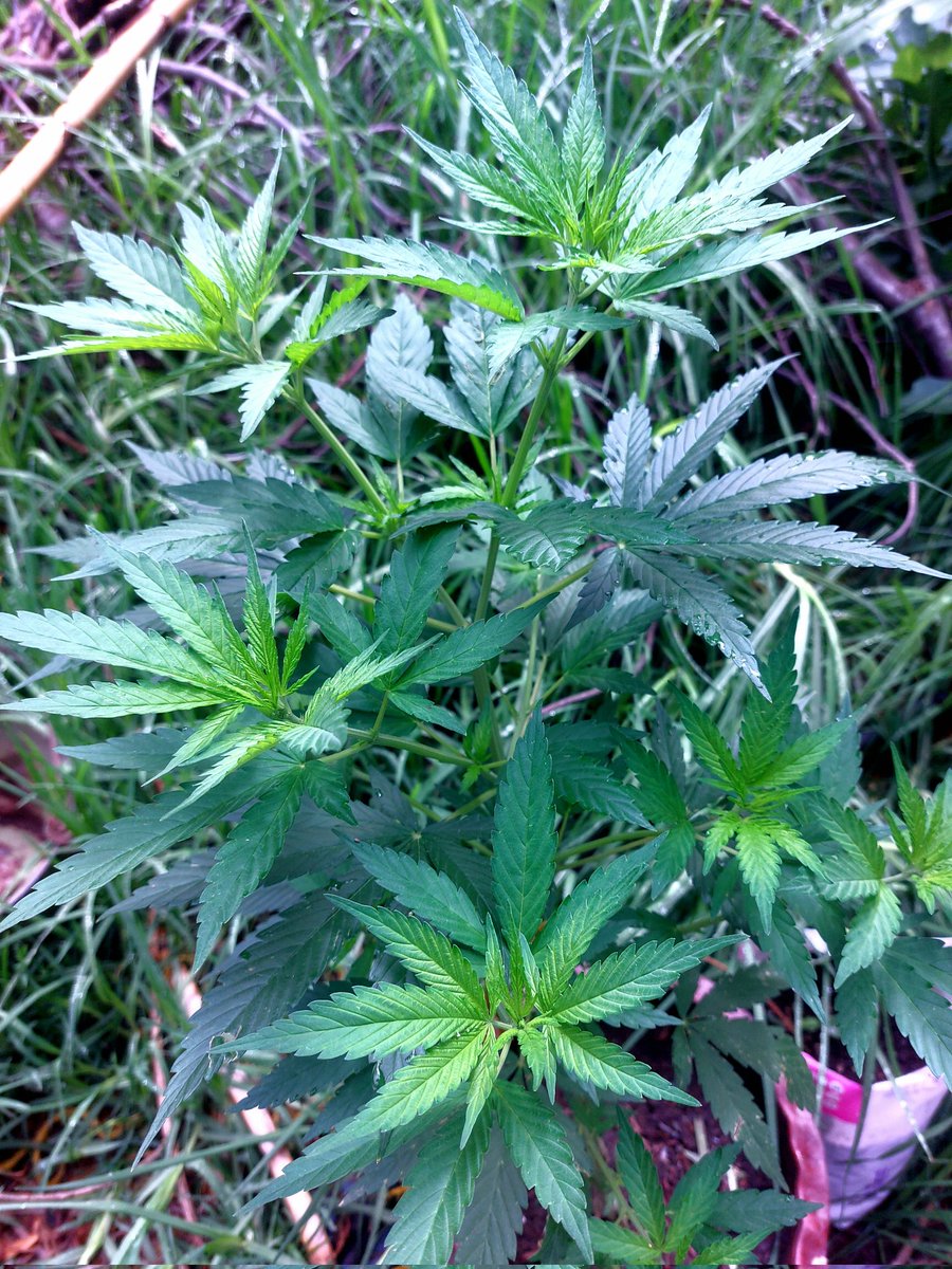 CannaBitch1009's tweet photo. Les subo actualización de mi plantita, le hice un corte apical. El corte cicatrizó a los pocos días de hacerlo y dos semanas después este es el resultado :3
Creo que ya está pidiendo cambio de maceta entonces en estos días les actualizo dónde pienso ponerla 🫶🏻 
#autocultivo https://t.co/vVp0zjswPa