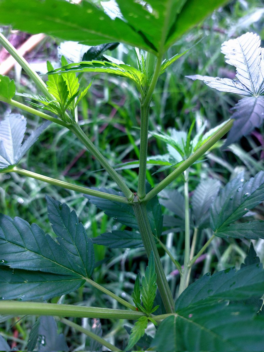 CannaBitch1009's tweet photo. Les subo actualización de mi plantita, le hice un corte apical. El corte cicatrizó a los pocos días de hacerlo y dos semanas después este es el resultado :3
Creo que ya está pidiendo cambio de maceta entonces en estos días les actualizo dónde pienso ponerla 🫶🏻 
#autocultivo https://t.co/vVp0zjswPa