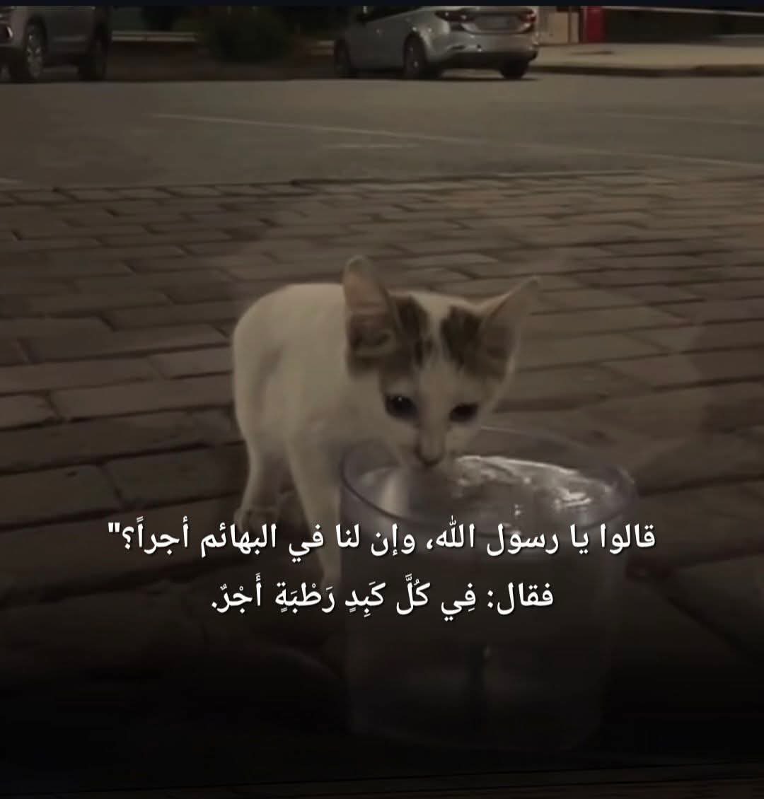 AhlamRefae46875's tweet photo. https://t.co/xldZsE0Yiq