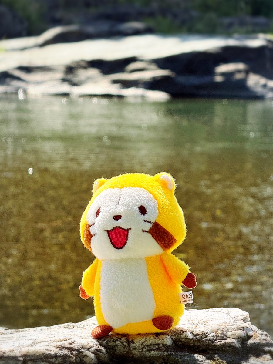 Rascal_tweet's tweet photo. おはようございマンデー！

週末は川遊びしてきたよ。
今週もはりきっていくミャ～🎵(◆'∇'◆)

#ラスカル https://t.co/NTEYG7Gmu5