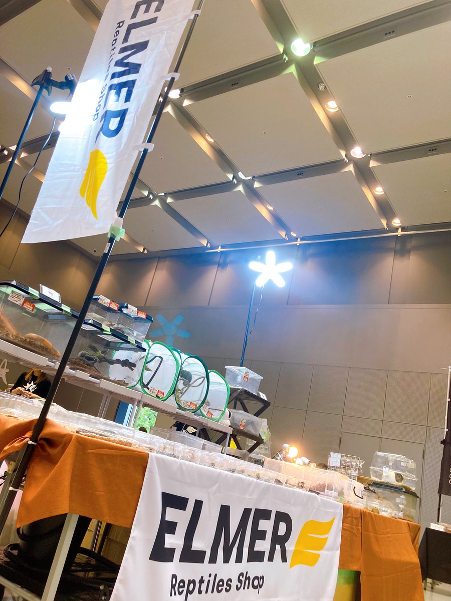 rep_elmer's tweet photo. ジャングルハンター京都でのご来店・お迎え
ありがとうございました😊
お迎えいただいた生体についての
お問合せはいつでもご連絡ください!

運営様、業者様もお疲れ様でした✨
次回6/21の静岡もよろしくお願いします🙏🏻

みなさま本当にありがとうございました🙇🏻 https://t.co/yecwoH26vB