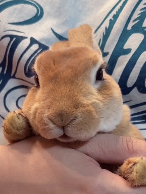 モチモチうさぎのムギ🐰ミニレッキス tweet media