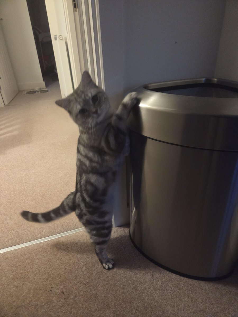 OluwaKolapo2108's tweet photo. I threw her favourite (broken) toy in the bin.
The look https://t.co/ooGA2aGkGj