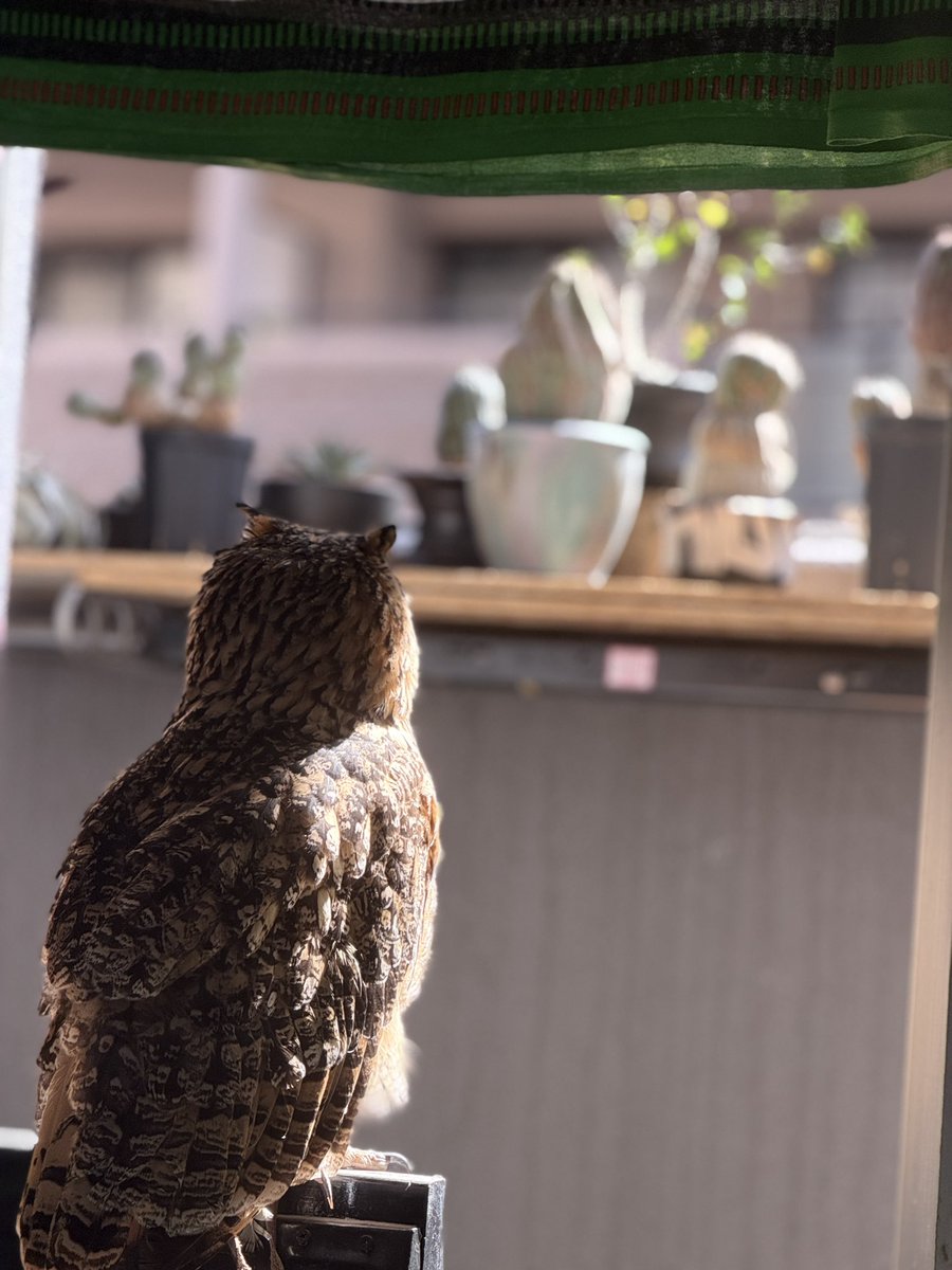 apple_owls's tweet photo. 景色を眺めていますꉂ🤣w𐤔 https://t.co/9eys8dxO5N