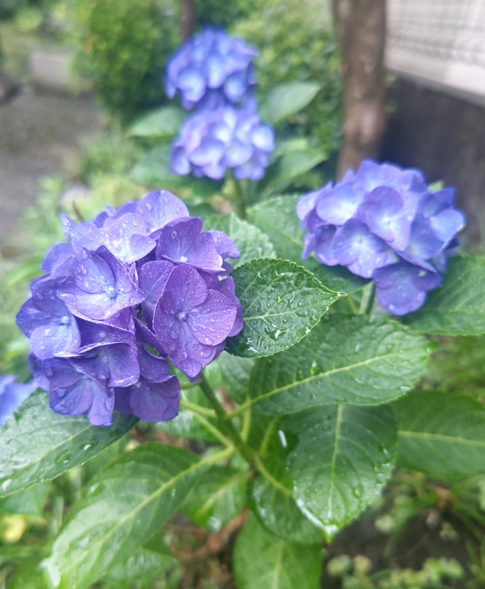 ozakieri1101's tweet photo. おはようございます

紫陽花に雨は似合いますね☔

皆様
足元には十分にお気をつけください🍀 https://t.co/KH6iQRp7aB