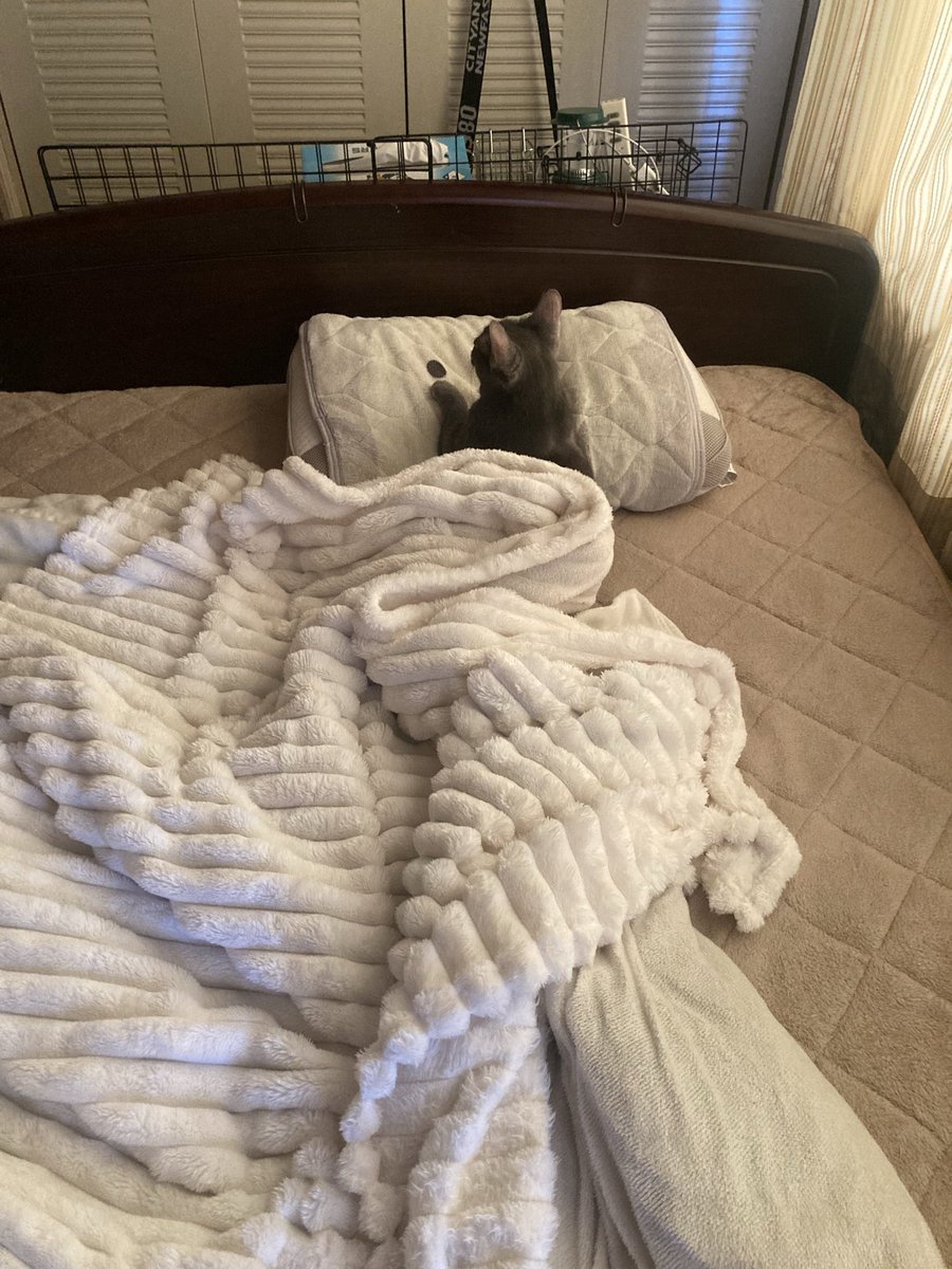issa2capa_over's tweet photo. おはようございます☔️

もはや人になりつつある🐱

#猫のいる暮らし https://t.co/49AzVWkTUb