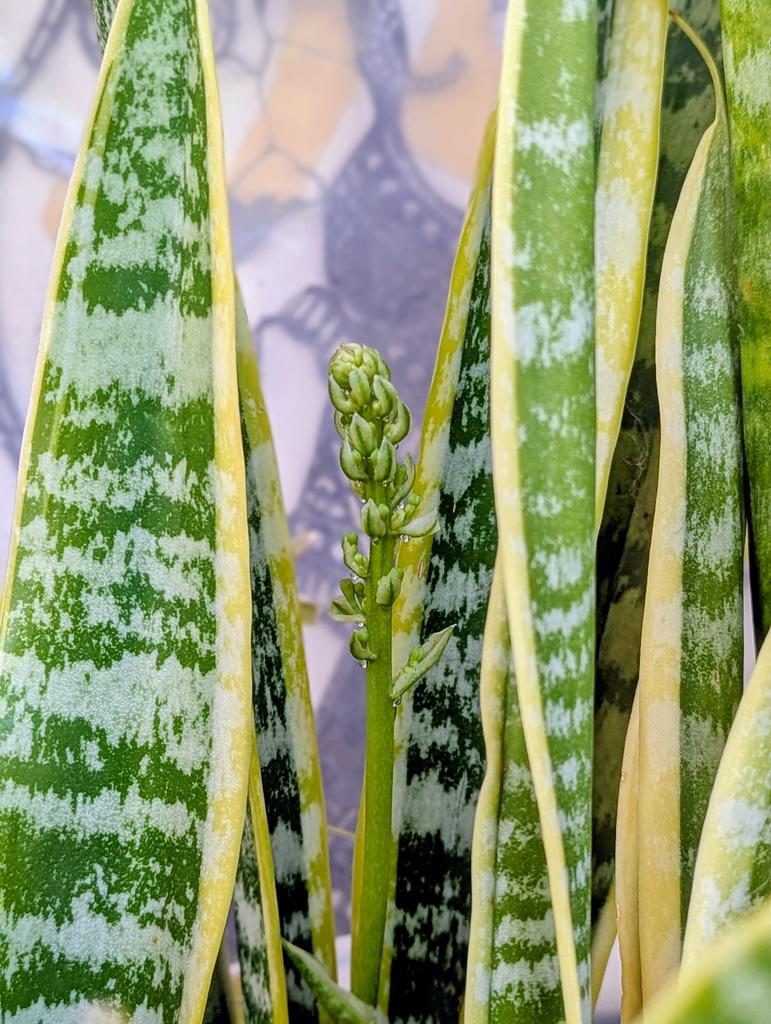 jmac4207's tweet photo. I did not know a snake plant can flower. https://t.co/NywSBib1Sg