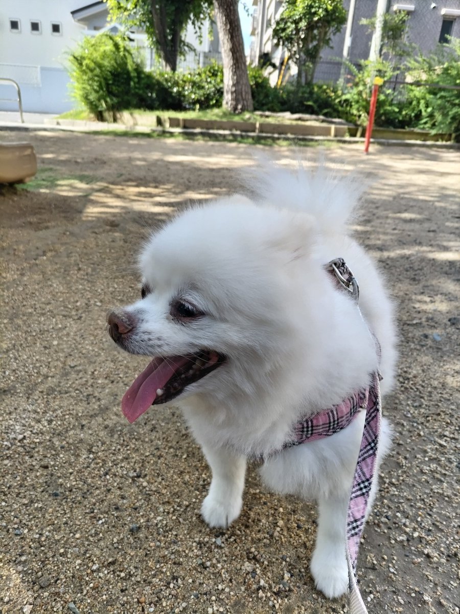 orangepetsitter's tweet photo. お��歩行きました🐶 https://t.co/ht8NO4JaGP