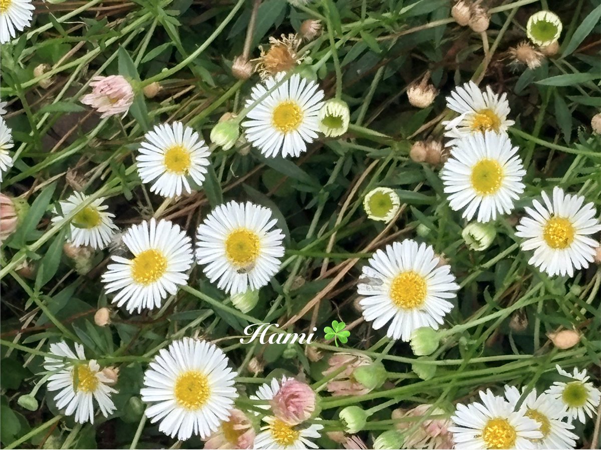 83hami7's tweet photo. ☘️˚✧₊⁎Monday, June 8,
Good Morning 🐦‍🔥
  They look similar, but...
🌼見た目ﾊ  似ているｹﾄﾞ….. 

I hope you have a good Monday 
           ♪───⁎⁺˳✧༚🌹♾️☘️

#ﾍﾟﾗﾍﾟﾗﾖﾒﾅ         #ﾋﾒｼﾞｵﾝ https://t.co/Tl6JUsBU4w