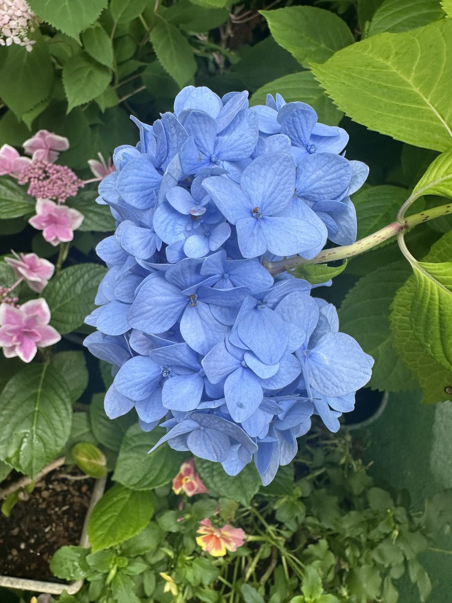 eplus_concierge's tweet photo. おはようございます☀

いよいよ梅雨入り。

雨に彩られた紫陽花が、
ひときわ美しく咲き誇る季節ですね✨

今度のお休みは
鎌倉の紫陽花寺にでも
足を運んでみようかしら？

本日もよろしくお願いいたします🙇 https://t.co/Gxy4beDJ6D