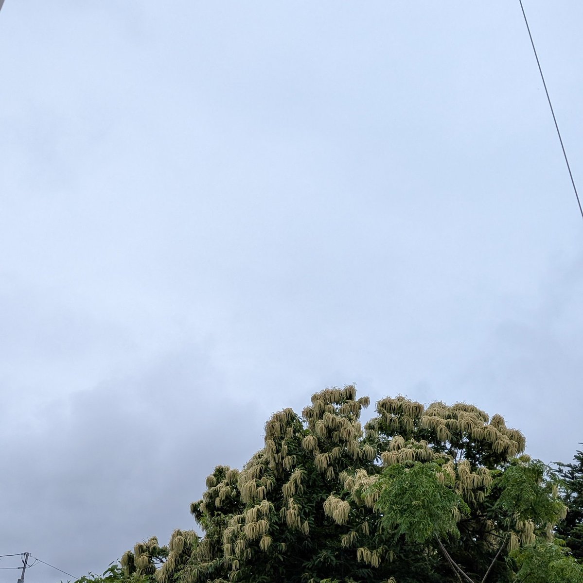 okabetchi's tweet photo. #イマソラ

あぁ、午前八時🕗️
霧雨の空🌫️

デイサービスを待つ時間🏠️
私が半袖でいると👕
「若いな〜」と👵

お義母様よりは若いよな🤣

庭のフキの葉っぱの上から🌿カエルさんが下を覗き込んでいた🐸

押すなよ❗️
押すなよ‼️
押さんのかーい😆 https://t.co/fevrMl2hAE