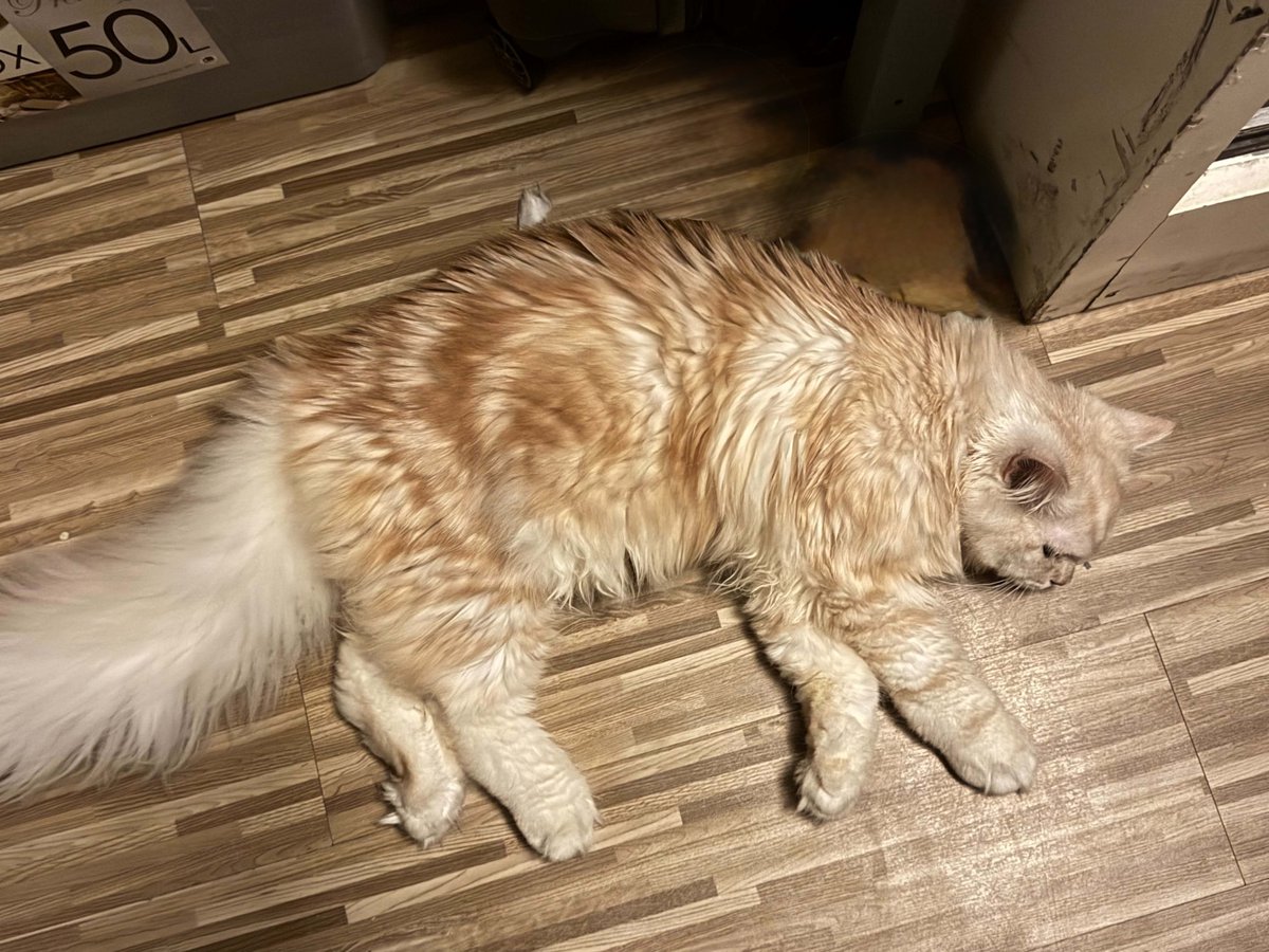 wafflesruffles's tweet photo. WAFFLES IS 8 MONTHS TODAYYY~ 🥳 same babie just got bigger and cannot fit the screen now https://t.co/KAuiSs6yvk