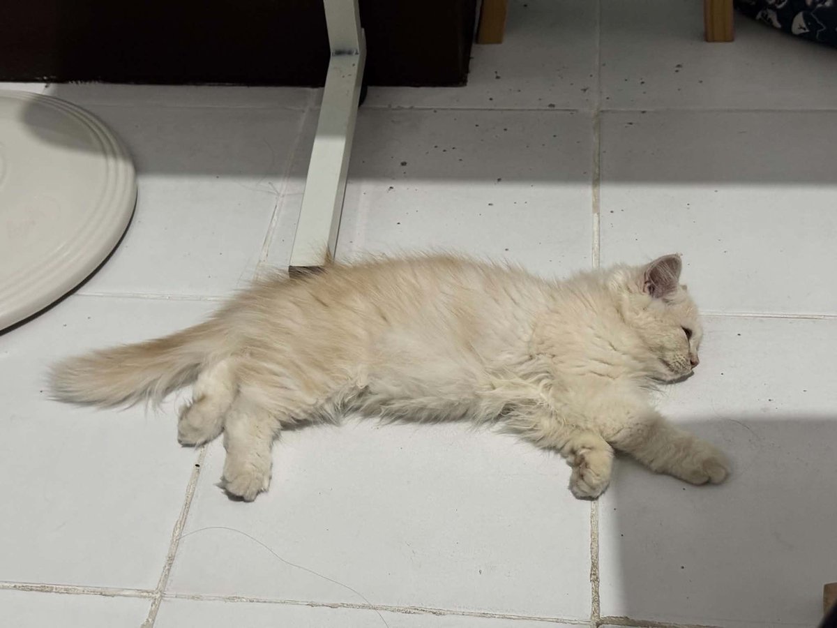 wafflesruffles's tweet photo. WAFFLES IS 8 MONTHS TODAYYY~ 🥳 same babie just got bigger and cannot fit the screen now https://t.co/KAuiSs6yvk