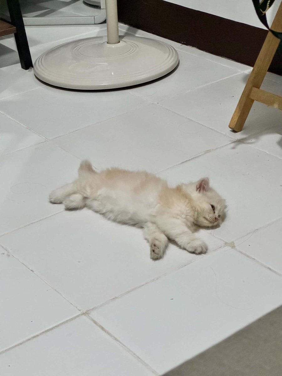 wafflesruffles's tweet photo. WAFFLES IS 8 MONTHS TODAYYY~ 🥳 same babie just got bigger and cannot fit the screen now https://t.co/KAuiSs6yvk