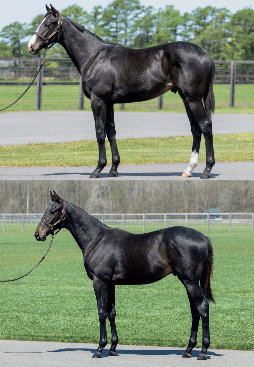 NakayamaFesuta1's tweet photo. G1 Racing might hit their jackpot with this right?

top is Equinox (Chateau Blanche 19)
bottom is Medeia 25

both are Kitasan Black x King Halo as broodmare sire

#Ｇ１レーシング
#メーデイアの2025 https://t.co/5pVu9KMNhl