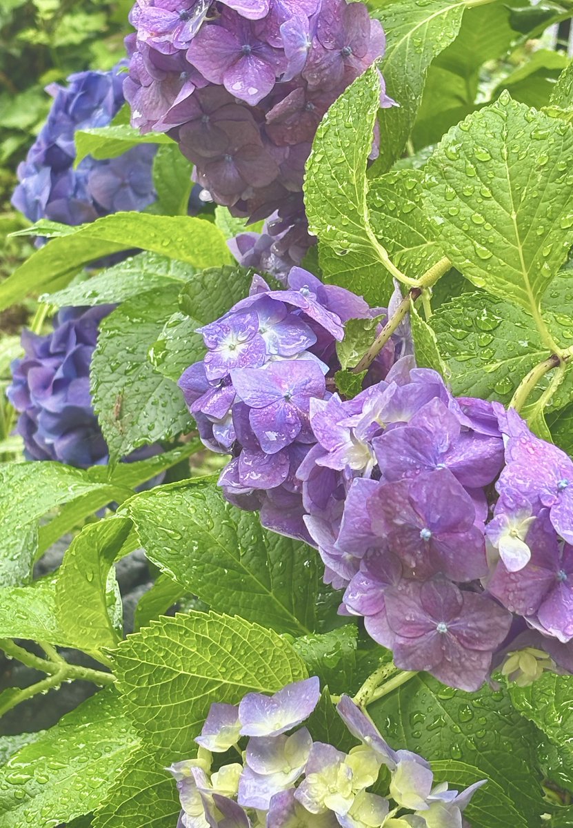 Sunlight10201's tweet photo. 雨、優しく降っています☂️ii|~~

朝のルーティン
今朝は傘と庭周り

あじさいは色濃く見頃になってきた(  ¯꒳​¯ )ᐝ 𓈒𓏸◌ ✮*🌸🫧❀. 

何気ない日常に感謝🙏✨️

#TLを花でいっぱいにしよう
#アジサイ #紫陽花 https://t.co/Sa2CiDFp26