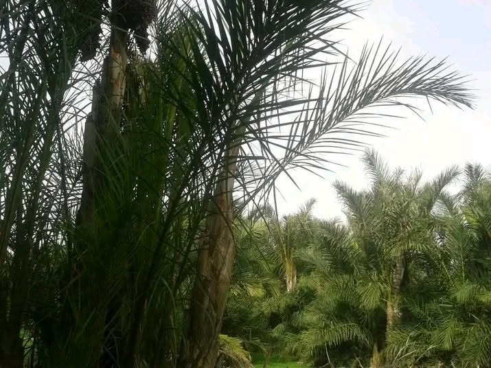 cheikh_levrak's tweet photo. أشجار كمبورلي المعروفة والمتواجدة فقط في واحة أنضاوضة https://t.co/6JkE2vZeoa