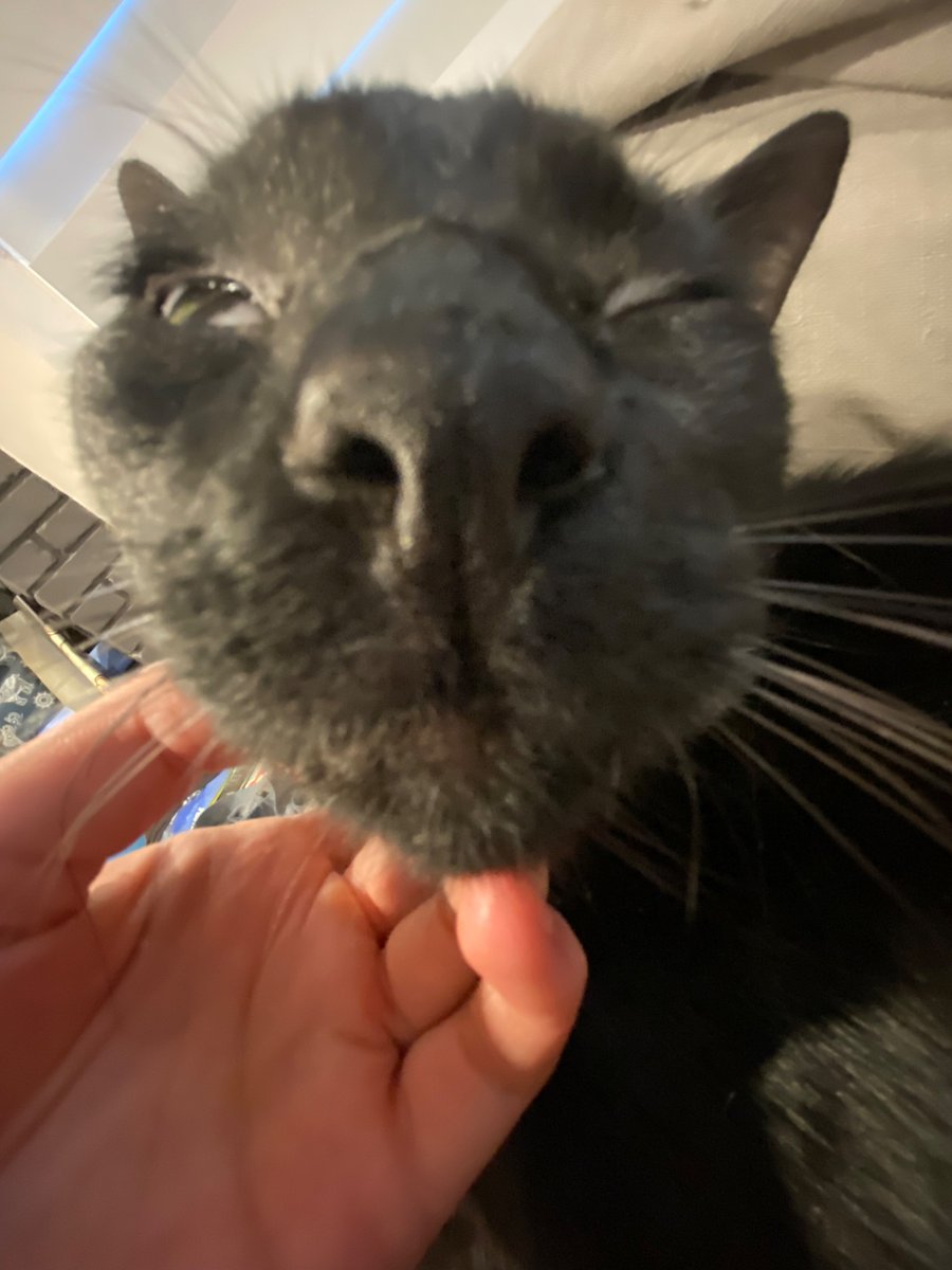 HuntersSymphony's tweet photo. Frenk
#Cat https://t.co/uF63Bhsbqu