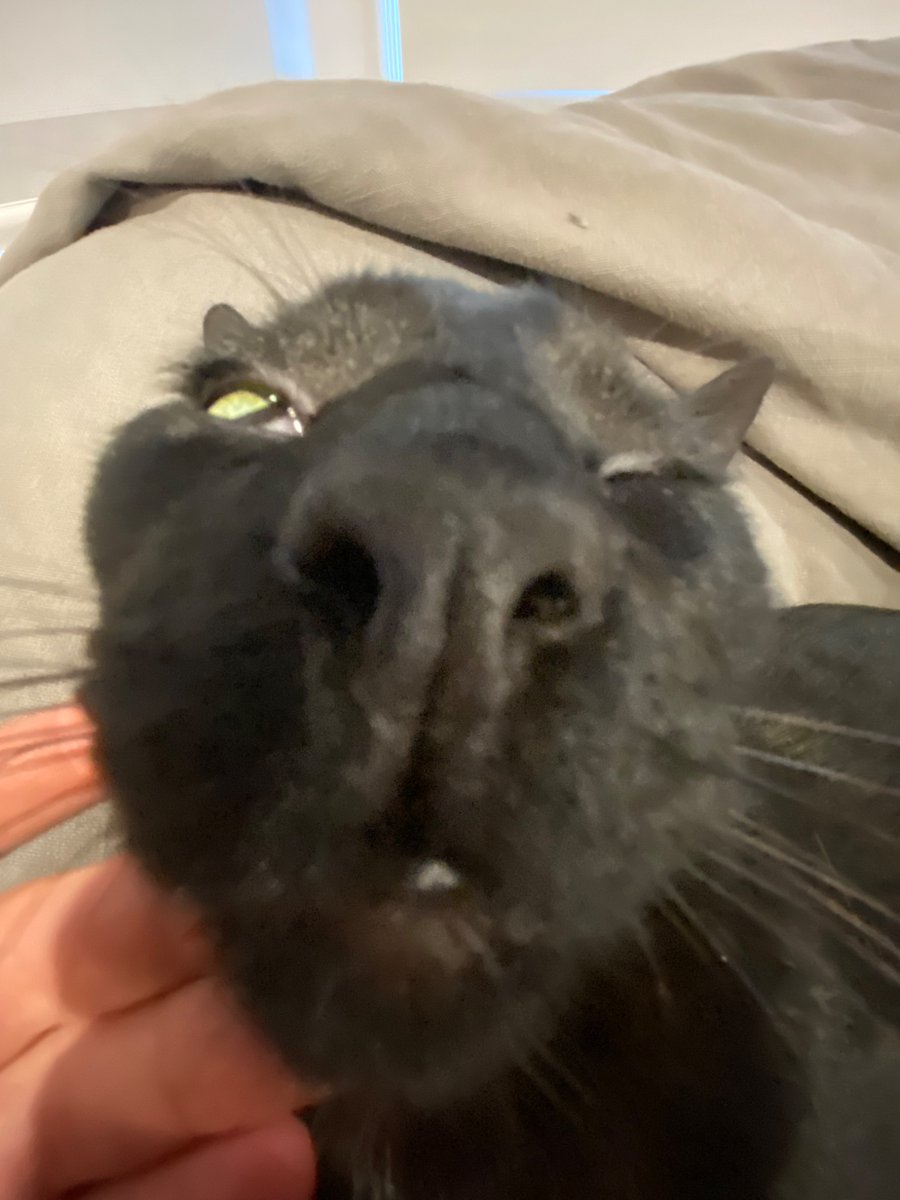 HuntersSymphony's tweet photo. Frenk
#Cat https://t.co/uF63Bhsbqu
