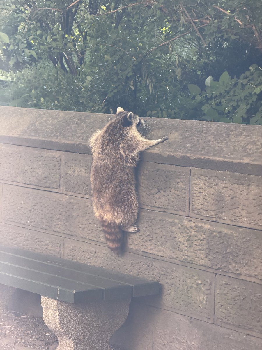 alexandraandnyc's tweet photo. was in a crowd of people cheering and clapping as this raccoon made its way back into a trash can

there’s no place like nyc https://t.co/Nw5AerUKrn