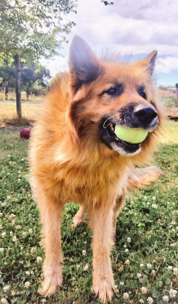 BonnieblueBlue's tweet photo. Hope you all had a ball 🥎 today! Mom says you can really see my wild grey whisker in this photo... It's REALLY long, I'm growing it to see how long it can get 😀
- Apollo ♥️🐾 #ApolloTheGSD https://t.co/66MoLhv3yC