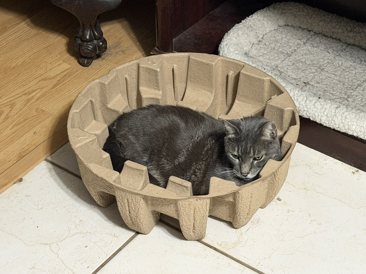 SkittlesFriends's tweet photo. Sierra: Come on Big Guy, get on the ball here. You haven’t posted any #CatBoxSunday Pictures Yet, 
📦📸
Jeesh, I mean just look at how cute I am lying in this box, 😺
do I have to do everything around here, *Annoyed Earz*
#CatsOfTwitter 
#GreyCat https://t.co/uPrveLB6hM
