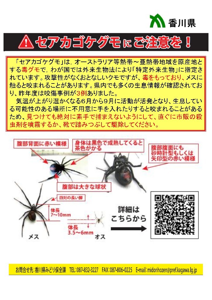 PrefKagawa's tweet photo. セアカゴケグモにご注意を！ 
6月3日(水）に多度津高校で生徒がセアカゴケグモに咬まれる事案が発生しました。6月以降は活動が活発になります。 
草むらや人工物の物陰に潜んでいることがあります。屋外での作業には注意をしてください。見つけた場合は素手では触らず、下記を参考に駆除してください。 https://t.co/JdmVlKRtag