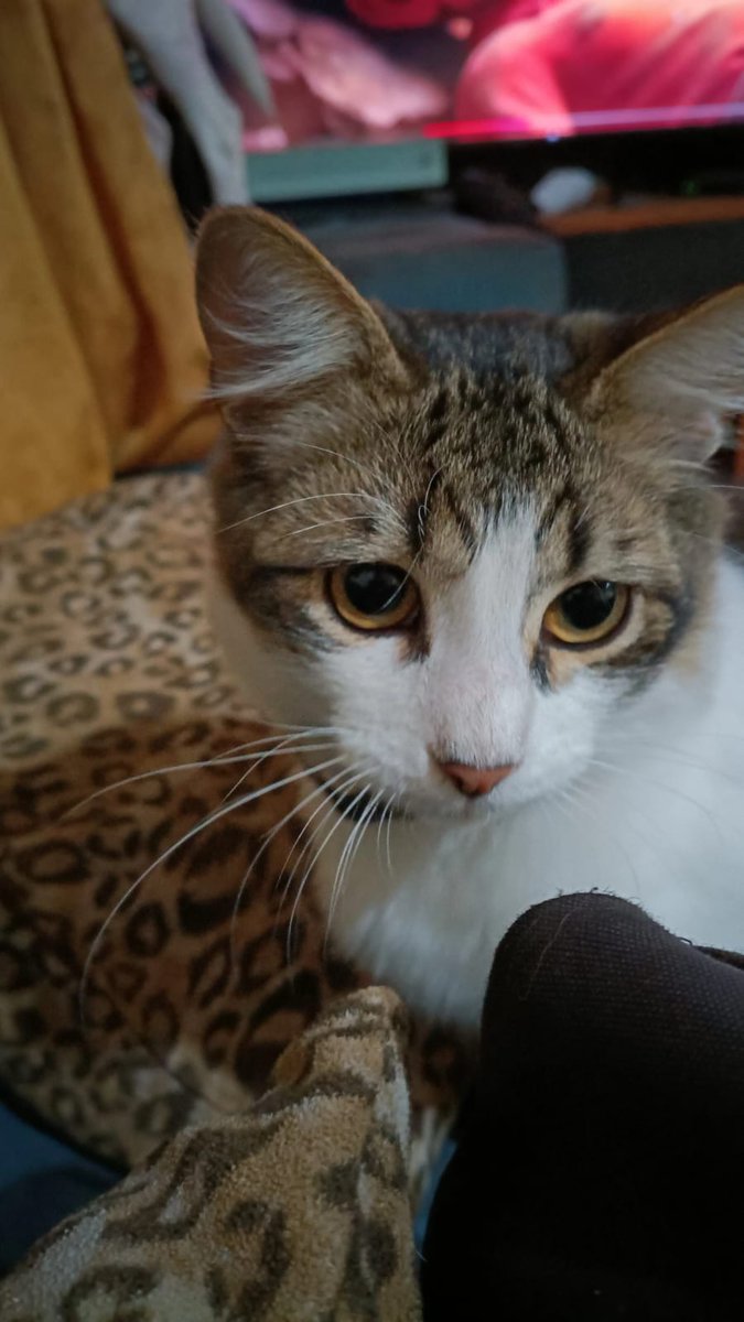 Shinyaruuuu's tweet photo. Hola #cattwt https://t.co/Y4Atr7FFLd