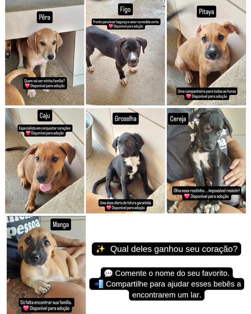 abrigojoaorosa's tweet photo. A Pitanga cuidou deles com todo amor. Agora chegou a hora de cada um encontrar uma família para chamar de sua.

Eles estão disponíveis para adoção responsável e aguardam um lar cheio de carinho. 🐾❤️

🍼 2 meses
💉 2° dose da vacina V10
🐾 Porte médio https://t.co/msWIp9U4Qv